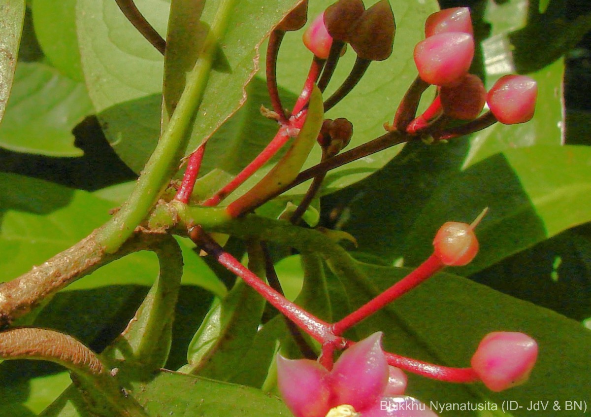 Ardisia solanacea Roxb.